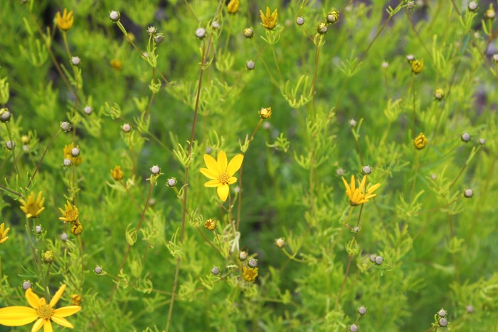 Midsummer Flowers by Anna Brones