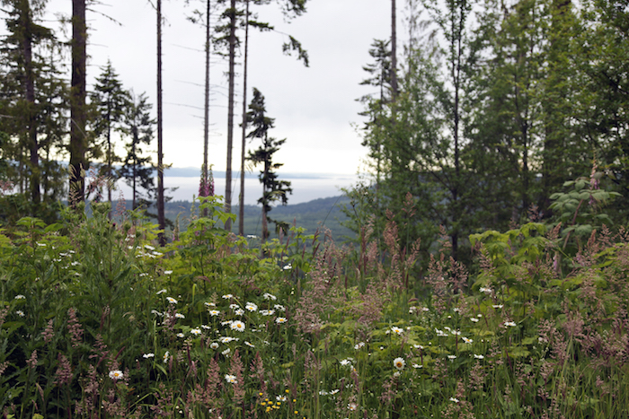 Bikepacking on the Olympic Adventure Route with Komorebi Cycling Team - Photo by Anna Brones
