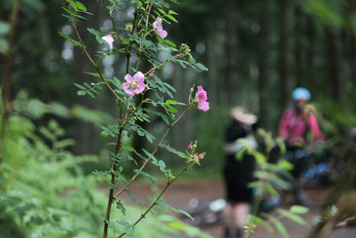 Bikepacking on the Olympic Adventure Route with Komorebi Cycling Team